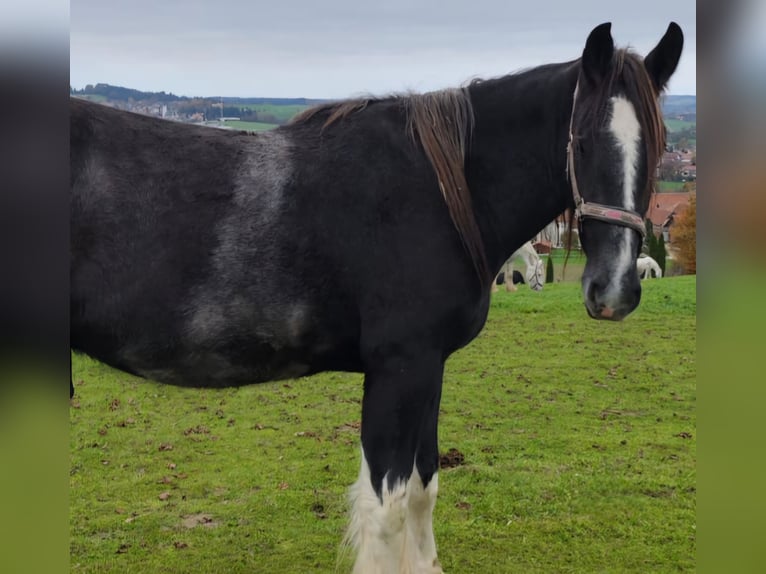 Shire / Shire Horse Castrone 2 Anni 180 cm Morello in Bad Füssing