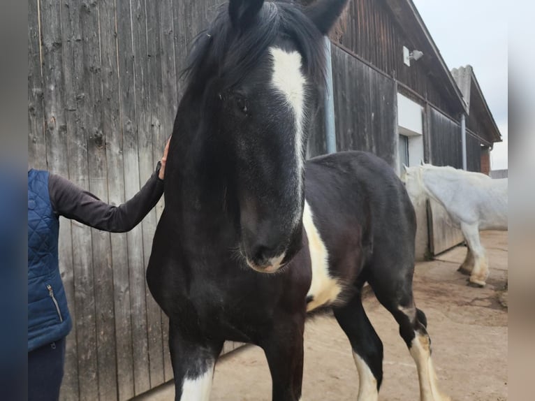 Shire / Shire Horse Castrone 2 Anni 180 cm Morello in Bad Füssing