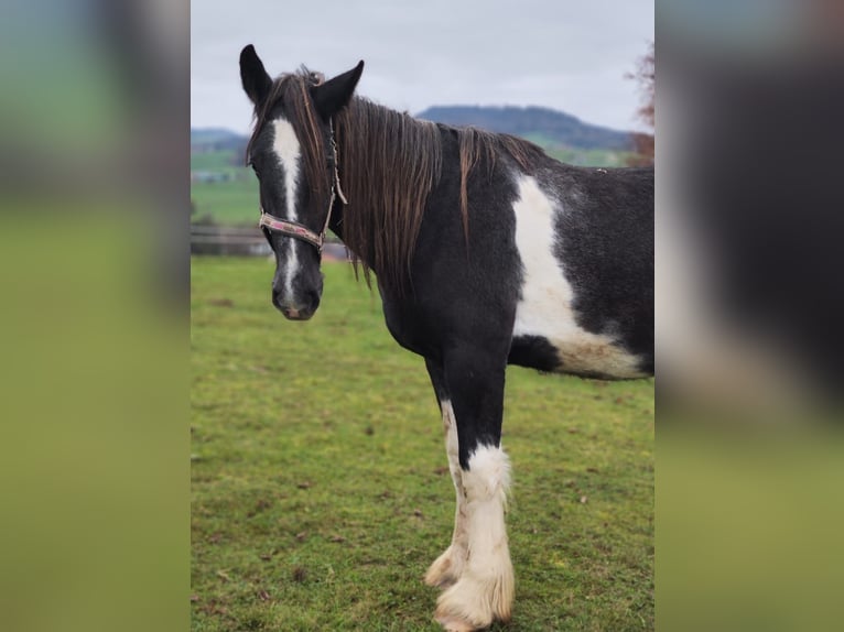 Shire / Shire Horse Castrone 2 Anni 180 cm Morello in Bad Füssing