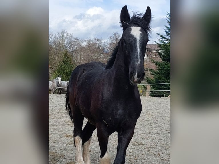 Shire / Shire Horse Castrone 2 Anni 180 cm Morello in Bad Füssing