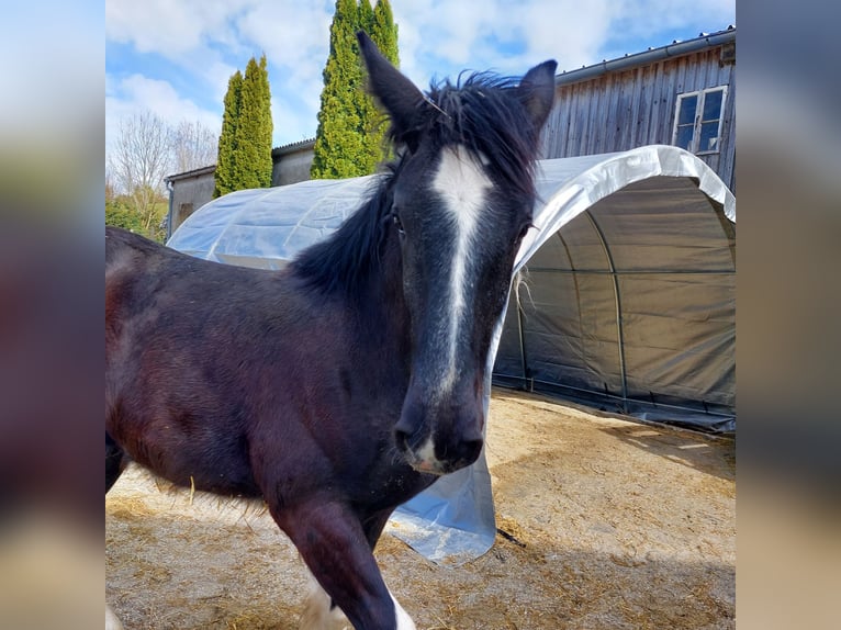 Shire / Shire Horse Castrone 2 Anni 180 cm Morello in Bad Füssing