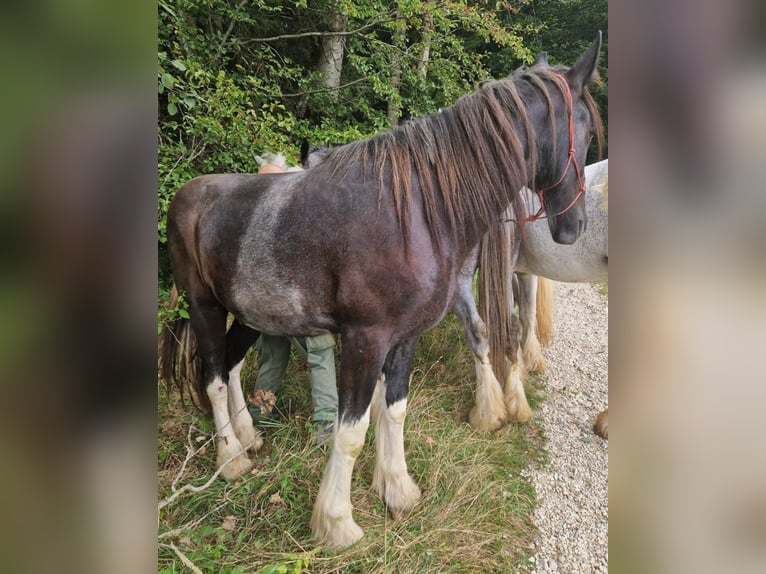 Shire / Shire Horse Castrone 2 Anni 180 cm Morello in Bad Füssing