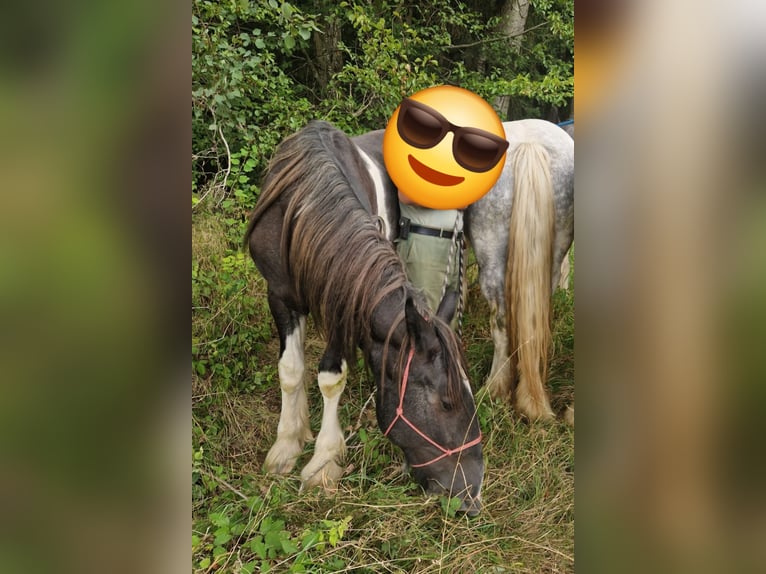 Shire / Shire Horse Castrone 2 Anni 180 cm Morello in Bad Füssing