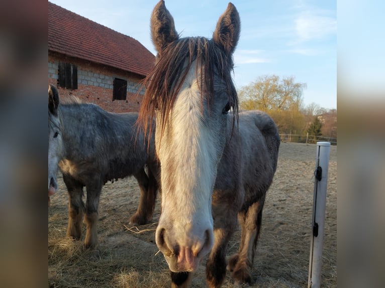 Shire / Shire Horse Castrone 3 Anni 145 cm Grigio in Freilassing