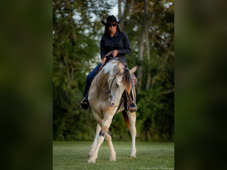 Shire / Shire Horse Mix Castrone 3 Anni 160 cm Pelle di daino in Auburn, KY