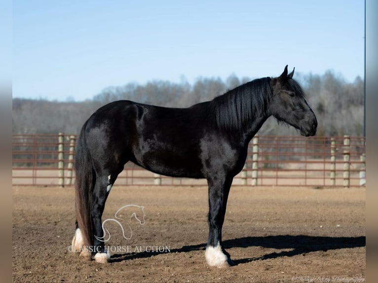 Shire / Shire Horse Castrone 3 Anni 163 cm Morello in Auburn, KY