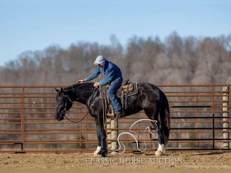 Shire / Shire Horse Castrone 3 Anni 163 cm Morello in Auburn, KY