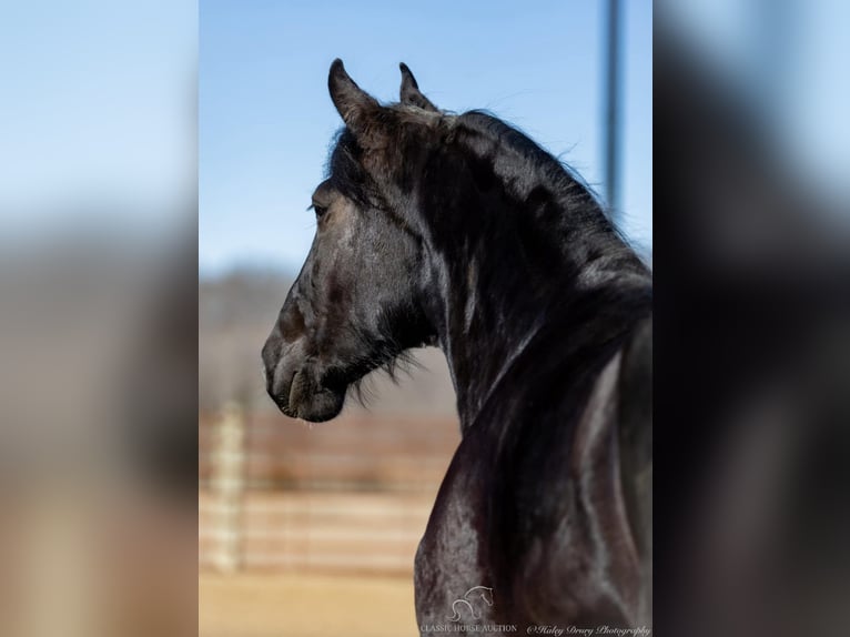 Shire / Shire Horse Castrone 3 Anni 163 cm Morello in Auburn, KY