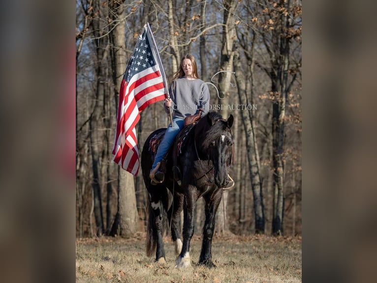 Shire / Shire Horse Castrone 3 Anni 163 cm Morello in Auburn, KY