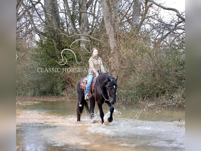 Shire / Shire Horse Castrone 3 Anni 163 cm Morello in Auburn, KY