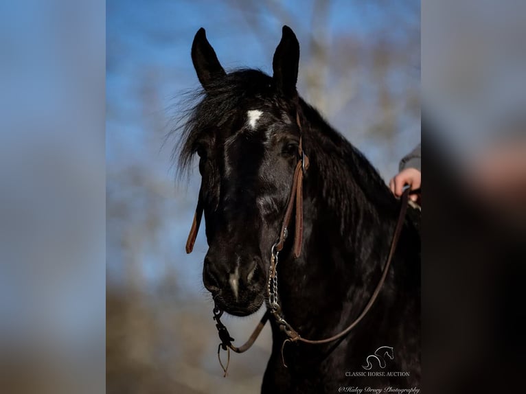 Shire / Shire Horse Castrone 3 Anni 163 cm Morello in Auburn, KY