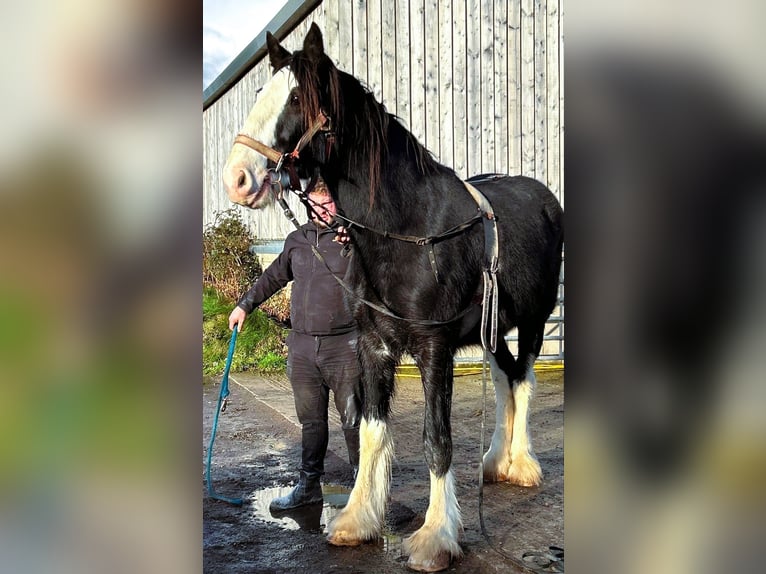 Shire / Shire Horse Castrone 3 Anni in marbury