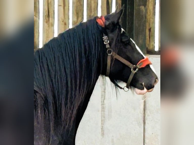 Shire / Shire Horse Castrone 4 Anni in whitegate