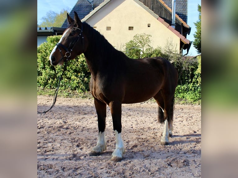 Shire / Shire Horse Castrone 5 Anni 176 cm Baio in Sonnefeld