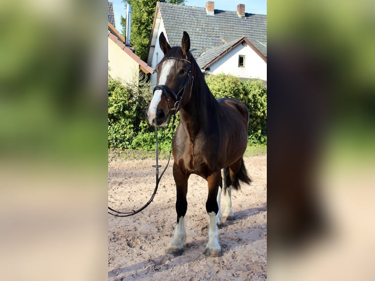 Shire / Shire Horse Castrone 5 Anni 176 cm Baio in Sonnefeld