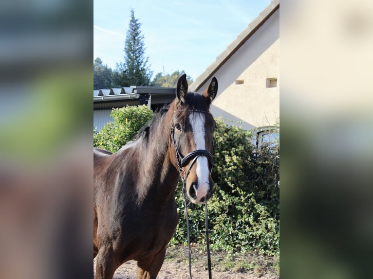 Shire / Shire Horse Castrone 5 Anni 176 cm Baio in Sonnefeld