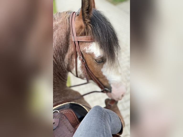 Shire / Shire Horse Castrone 5 Anni 182 cm Pezzato in Neuss