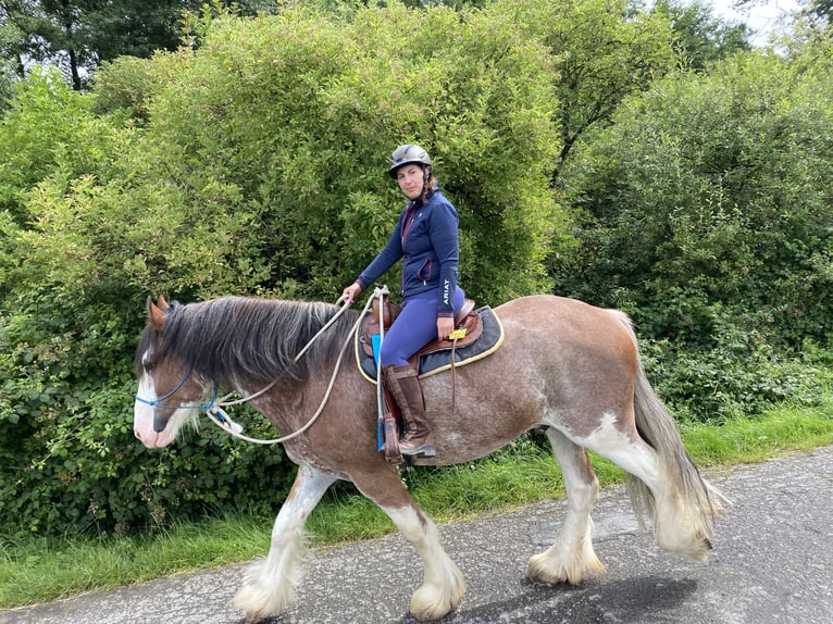 Shire / Shire Horse Castrone 5 Anni 182 cm Pezzato in Neuss