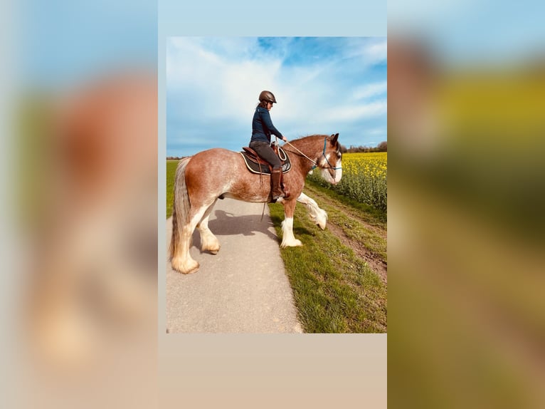 Shire / Shire Horse Castrone 5 Anni 184 cm Baio in Neuss
