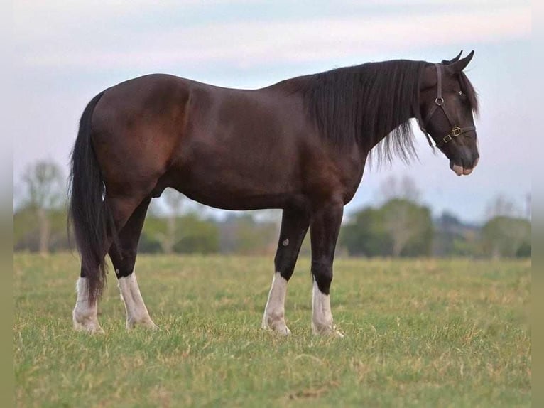Shire / Shire Horse Mix Castrone 6 Anni 163 cm Morello in Millsap, TX