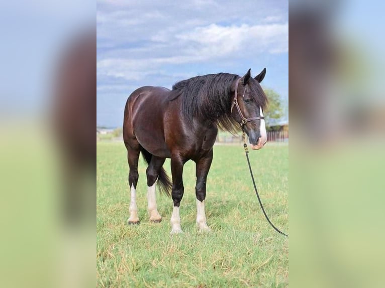 Shire / Shire Horse Mix Castrone 6 Anni 163 cm Morello in Millsap, TX