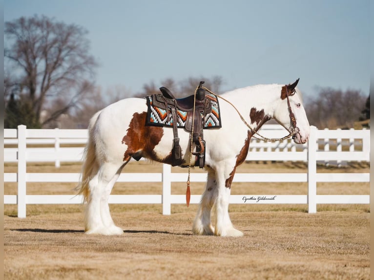 Shire / Shire Horse Castrone 6 Anni 168 cm Tobiano-tutti i colori in Independence IA