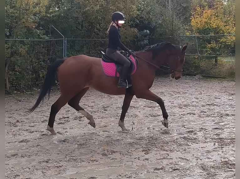 Shire / Shire Horse Mix Castrone 6 Anni 177 cm Baio in Lage