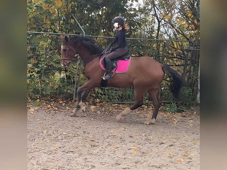 Shire / Shire Horse Mix Castrone 6 Anni 177 cm Baio in Lage