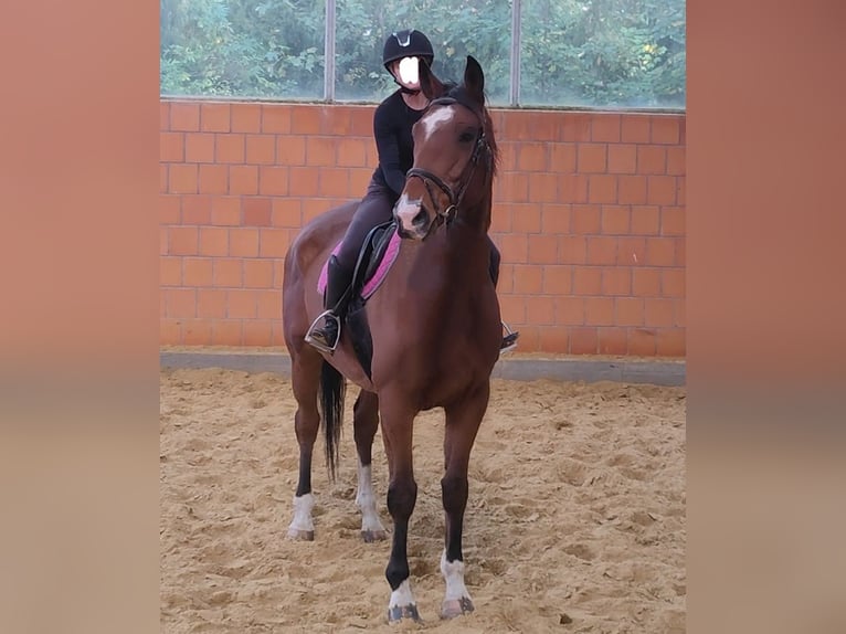 Shire / Shire Horse Mix Castrone 6 Anni 177 cm Baio in Lage