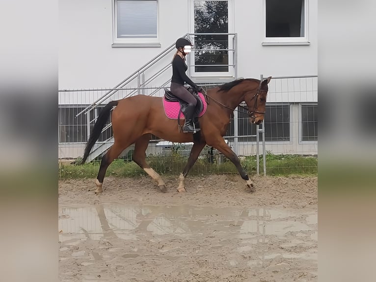 Shire / Shire Horse Mix Castrone 6 Anni 177 cm Baio in Lage