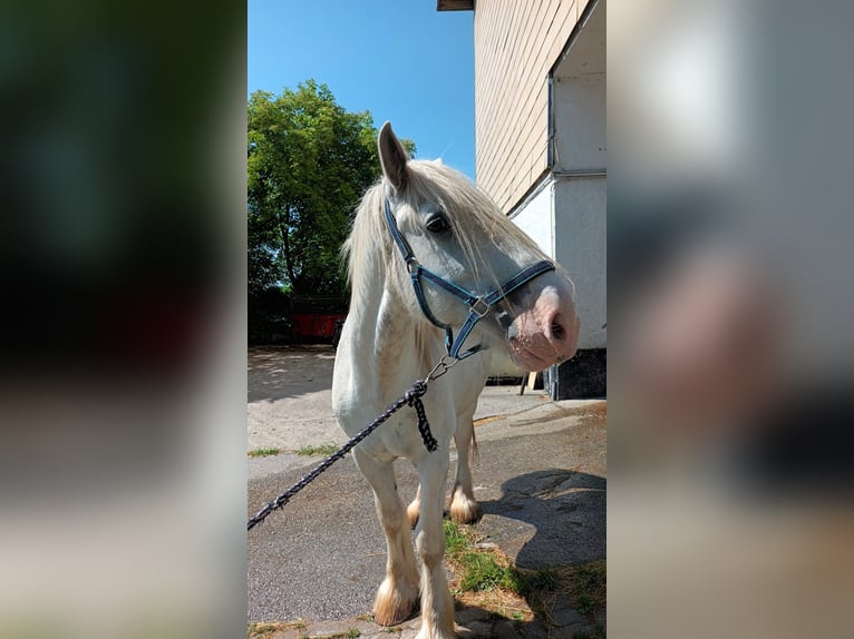 Shire / Shire Horse Castrone 7 Anni 178 cm Grigio in Bad Füssing