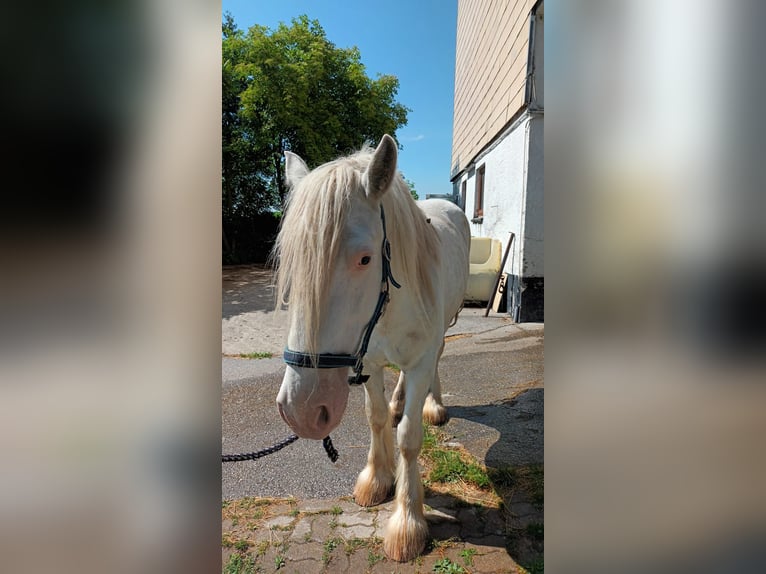 Shire / Shire Horse Castrone 7 Anni 178 cm Grigio in Bad Füssing