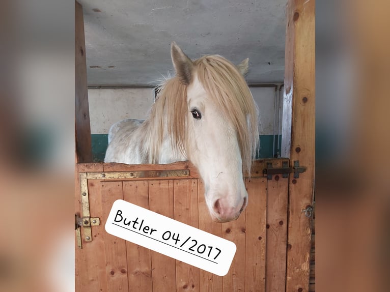 Shire / Shire Horse Castrone 8 Anni 178 cm Grigio in Bad Füssing