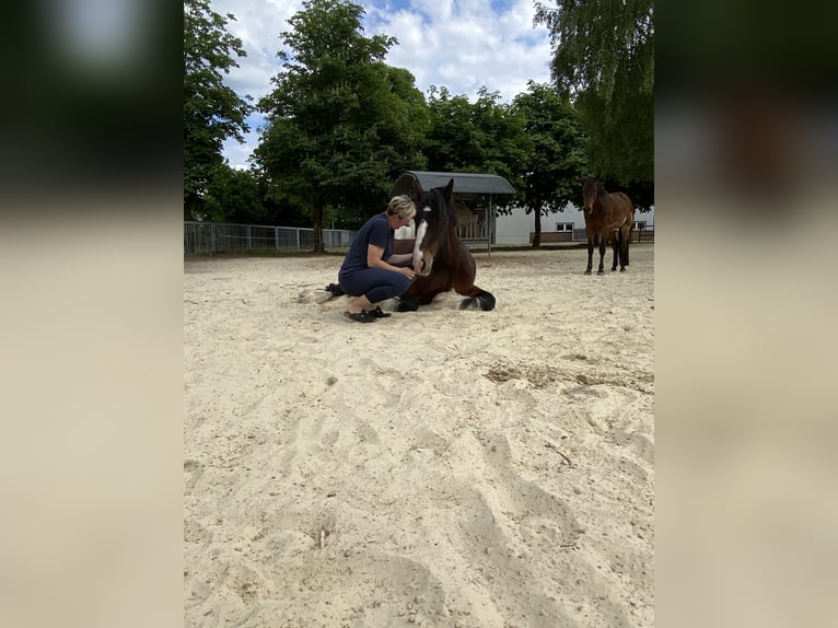 Shire / Shire Horse Castrone 8 Anni 180 cm Baio in Ganderkesee