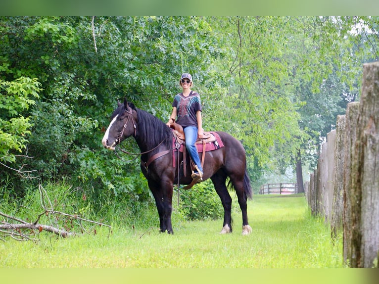 Shire / Shire Horse Castrone 9 Anni 168 cm Morello in Highland Mi