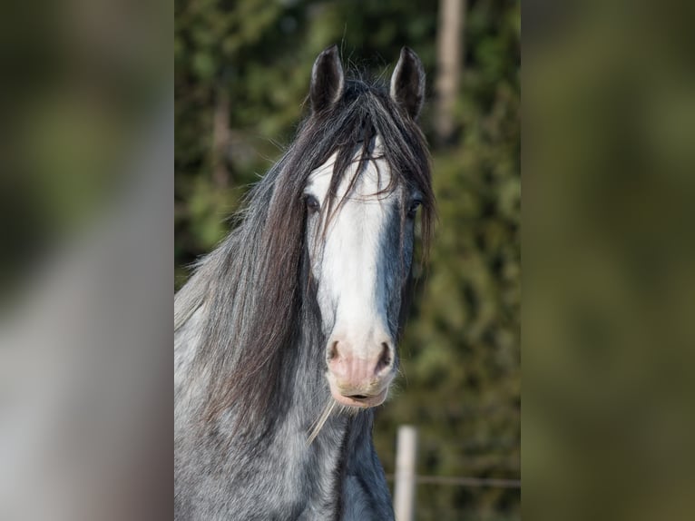 Shire / Shire Horse Castrone 9 Anni 189 cm Sabino in Wernhout