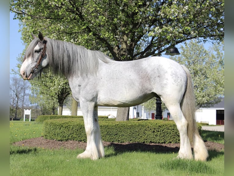 Shire / Shire Horse Giumenta 10 Anni 168 cm Sabino in Highland MI