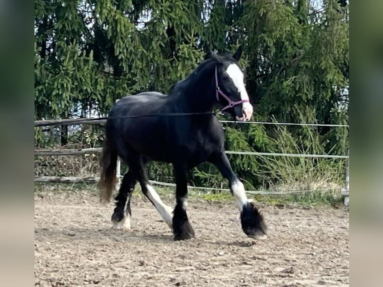 Shire / Shire Horse Giumenta 10 Anni 175 cm Baio in Salzburg