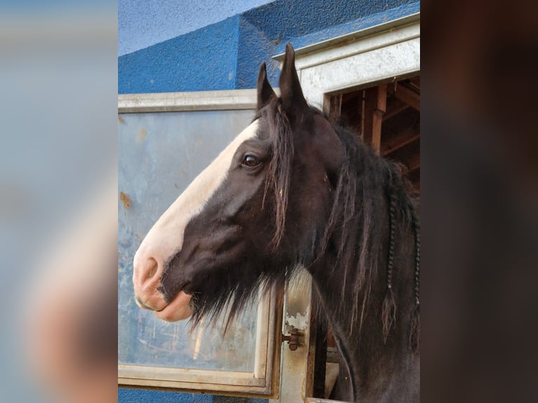 Shire / Shire Horse Giumenta 10 Anni 175 cm Baio in Salzburg