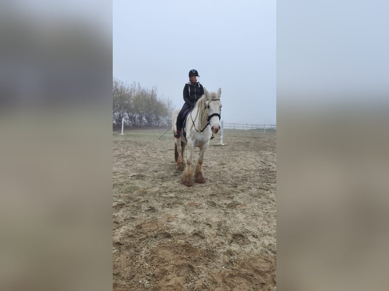 Shire / Shire Horse Giumenta 10 Anni 175 cm Grigio in Bad Füssing