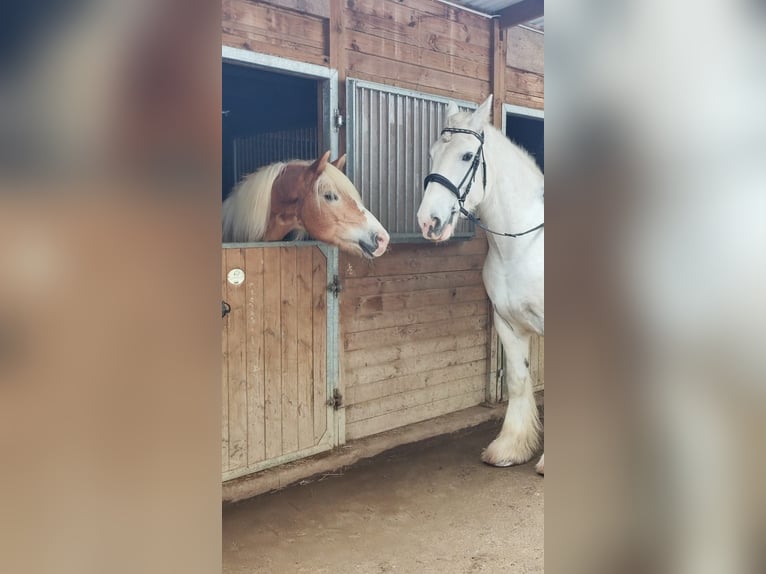 Shire / Shire Horse Giumenta 10 Anni 175 cm Grigio in Bad Füssing