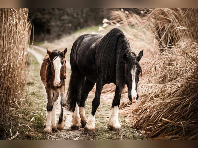 Shire / Shire Horse Giumenta 10 Anni 191 cm Morello in Bayern