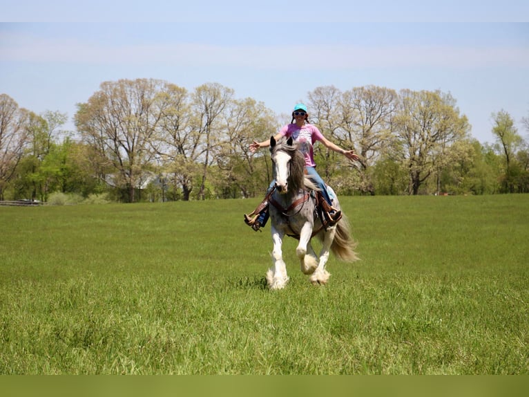 Shire / Shire Horse Giumenta 11 Anni 168 cm Sabino in Highland MI