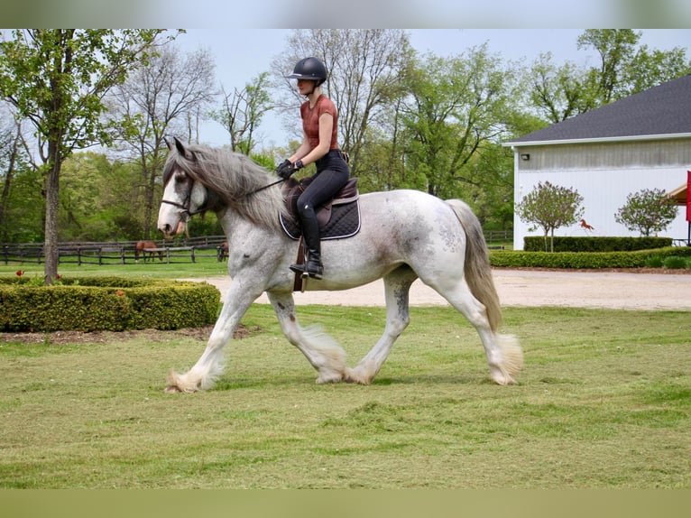 Shire / Shire Horse Giumenta 11 Anni 168 cm Sabino in Highland MI