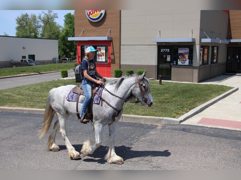 Shire / Shire Horse Giumenta 11 Anni 168 cm Sabino in Highland MI