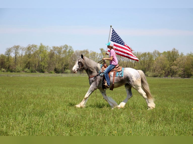 Shire / Shire Horse Giumenta 11 Anni 168 cm Sabino in Highland MI