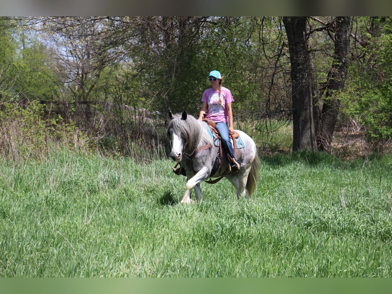 Shire / Shire Horse Giumenta 11 Anni 168 cm Sabino in Highland MI