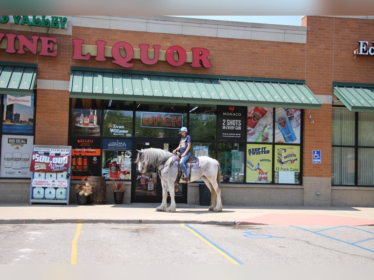 Shire / Shire Horse Giumenta 11 Anni 168 cm Sabino in Highland MI