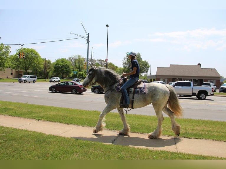 Shire / Shire Horse Giumenta 11 Anni 168 cm Sabino in Highland MI