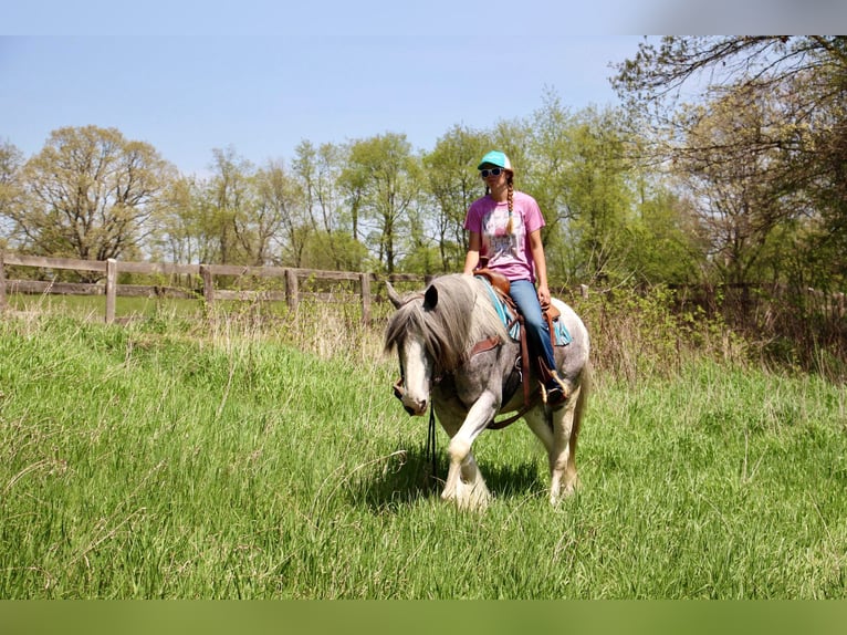 Shire / Shire Horse Giumenta 11 Anni 168 cm Sabino in Highland MI